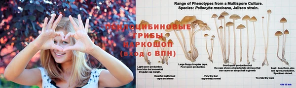 ГАЛЛЮЦИНОГЕННЫЕ ГРИБЫ Армянск